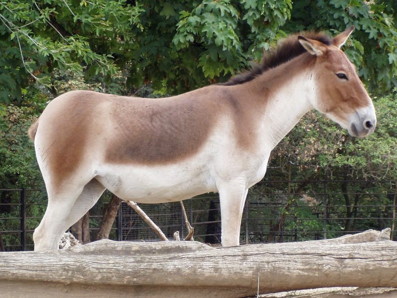 Сирийский Кулан вымерший