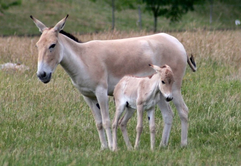 Кулан Equus hemionus