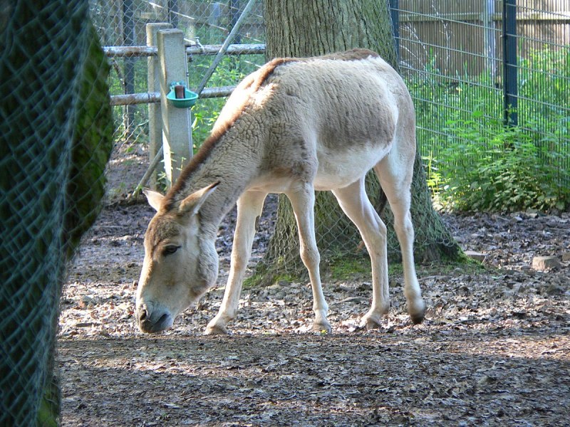 Кианг (Equus Kiang)