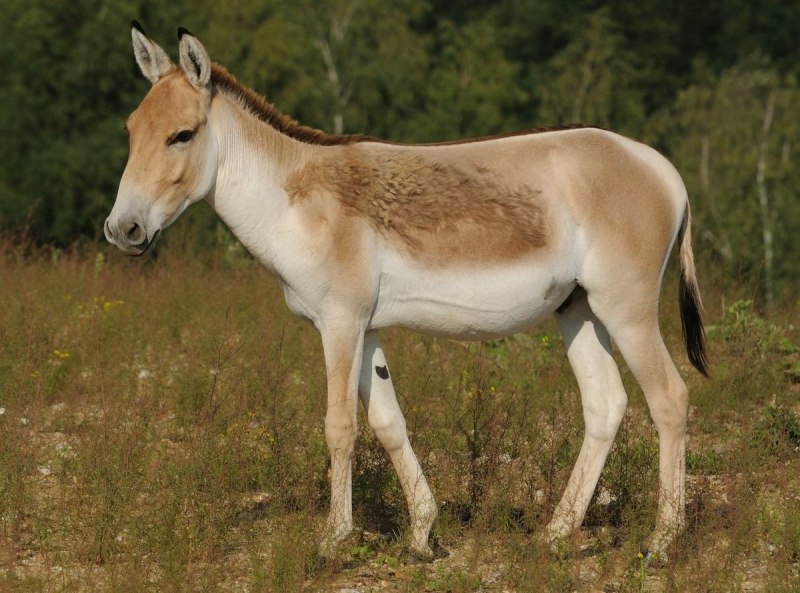 Сомалийский осёл