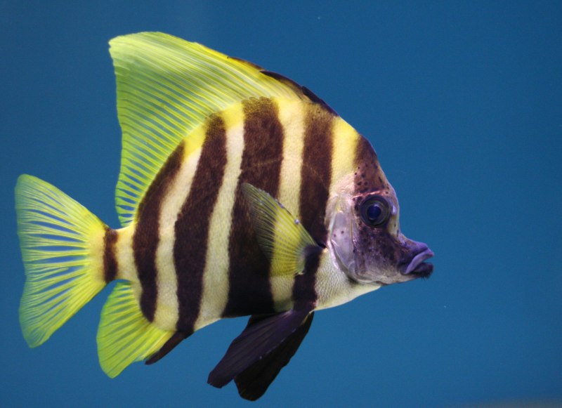 Striped Anthias аквариумная рыбка
