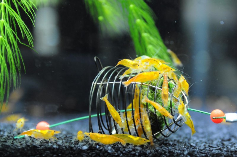 Orange Sunkist Shrimp