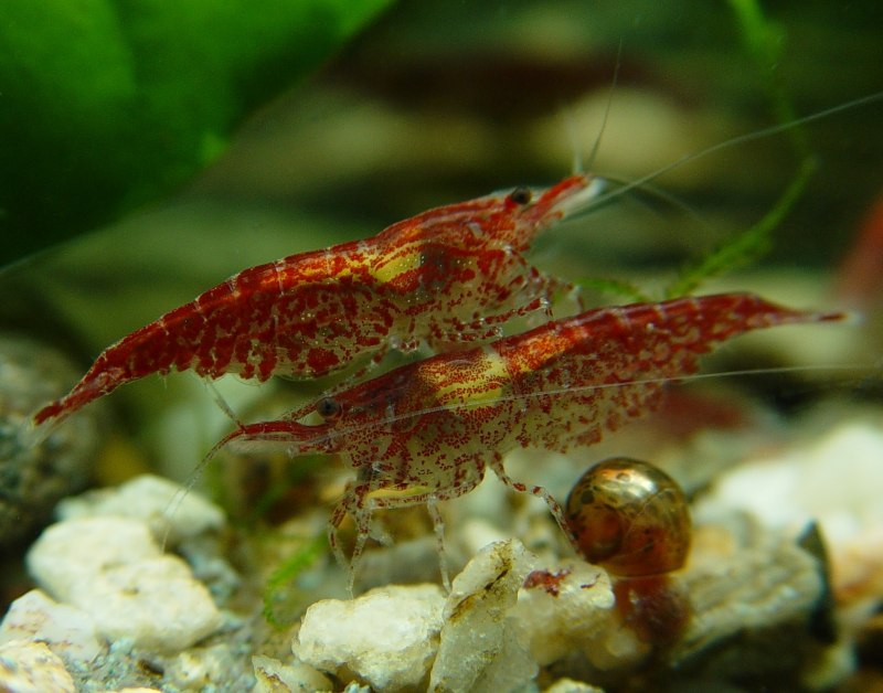 Рыба креветки морепродукты