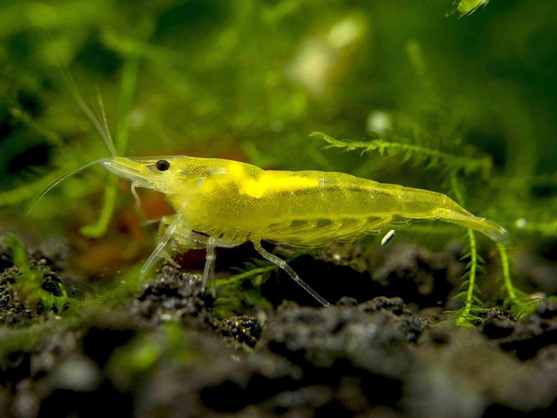 Neocaridina Shrimp King