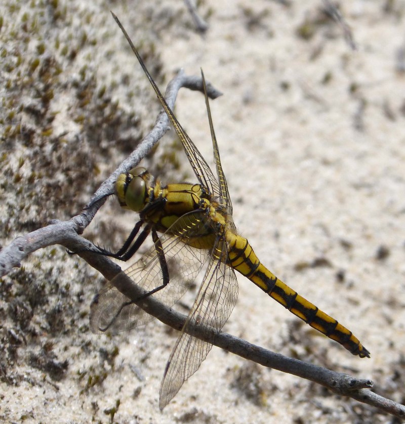 Стрекоза голубая (Orthetrum cancellatum