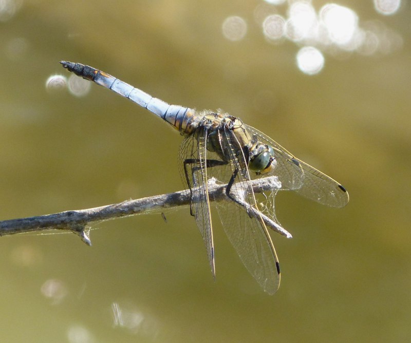 Orthetrum albistylum