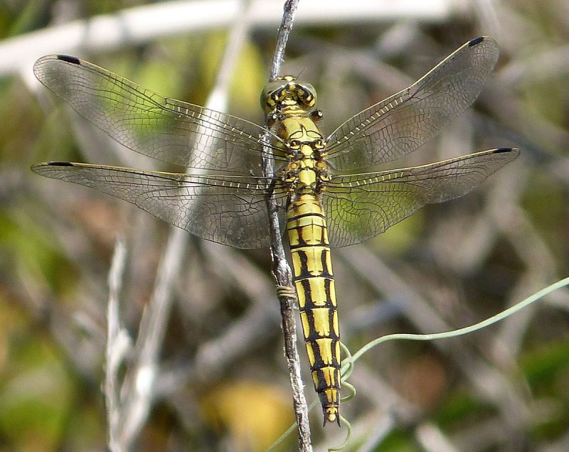 Orthetrum cancellatum личинка