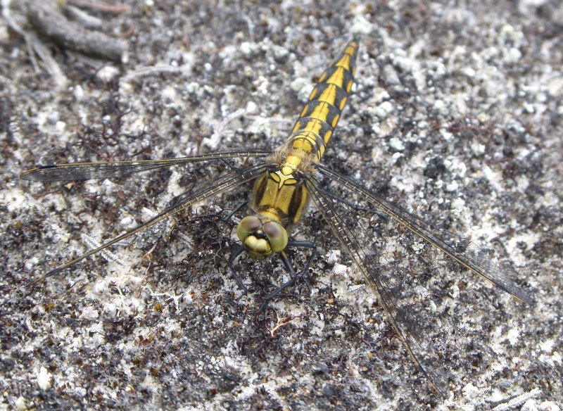 Orthetrum cancellatum - Прямобрюх решетчатый