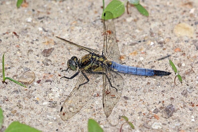 Orthetrum albistylum