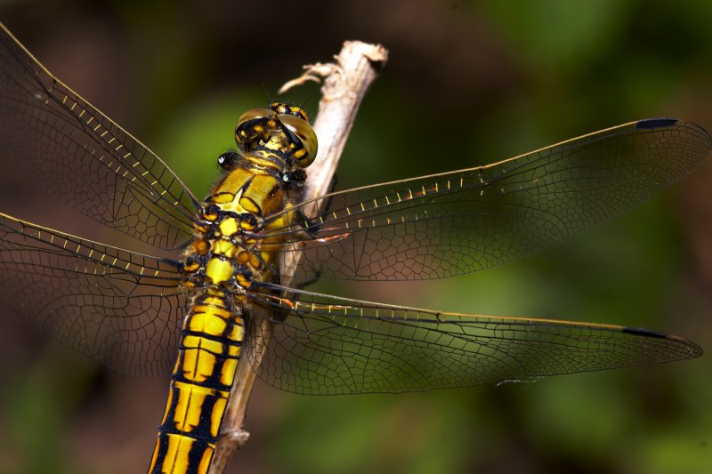 Стрекоза решётчатая Orthetrum cancellatum