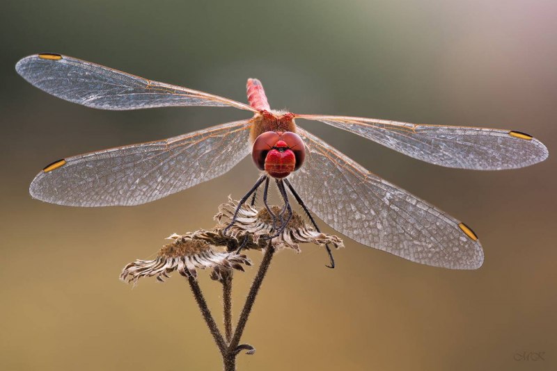 Libellulidae Сибирь