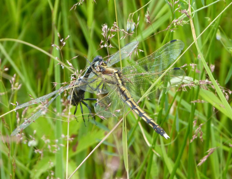 Orthetrum cancellatum личинка
