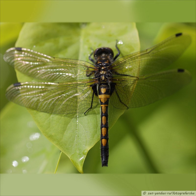 Orthetrum albistylum