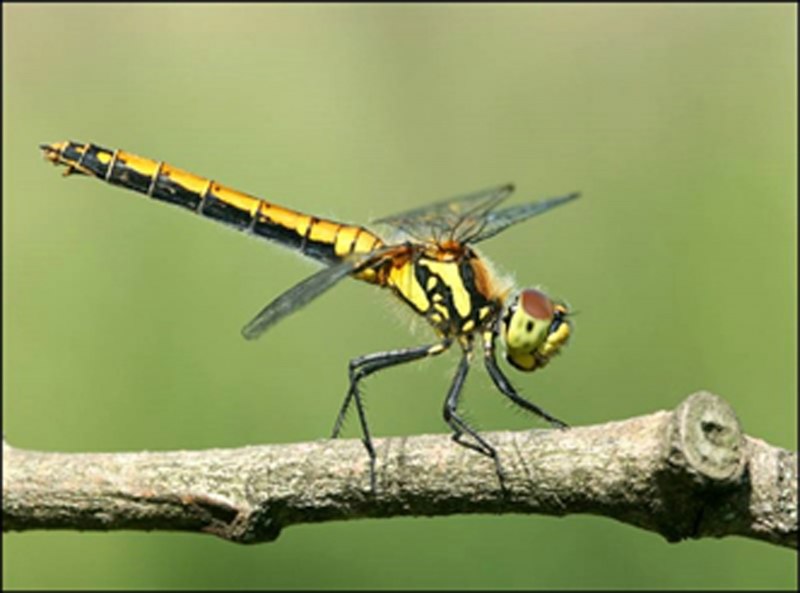 Стрекоза черная Sympetrum Danae