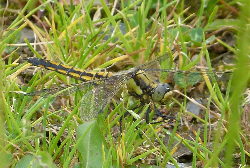 Личинка Стрекозы (Libellulidae)