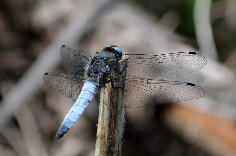 Orthetrum cancellatum личинка