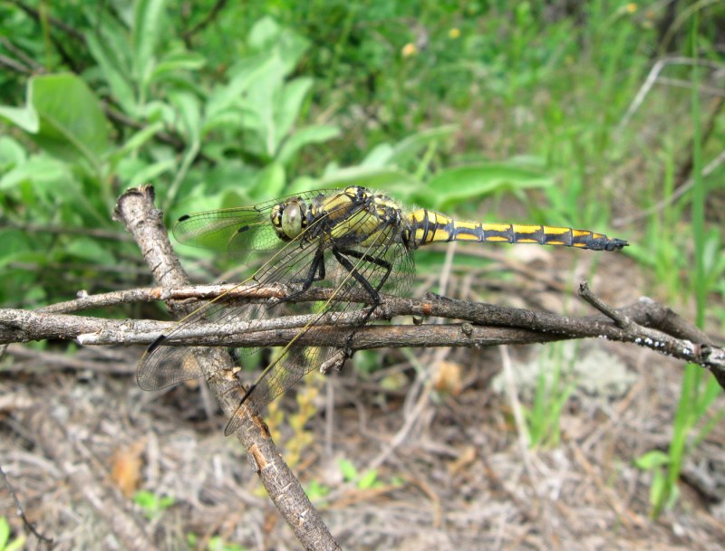 Orthetrum albistylum