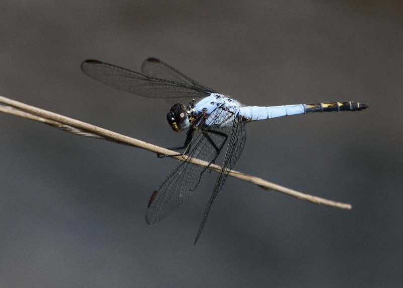 Дедка желтоногий (Stylurus flavipes)