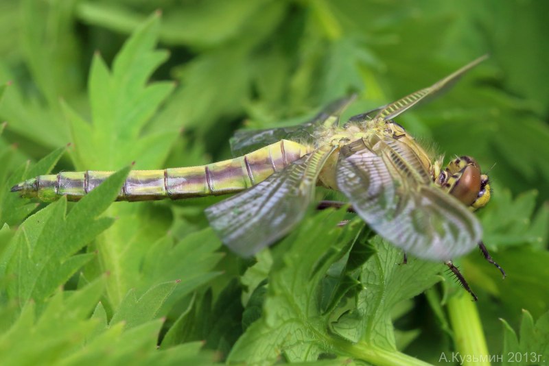 Orthetrum cancellatum - Прямобрюх решетчатый