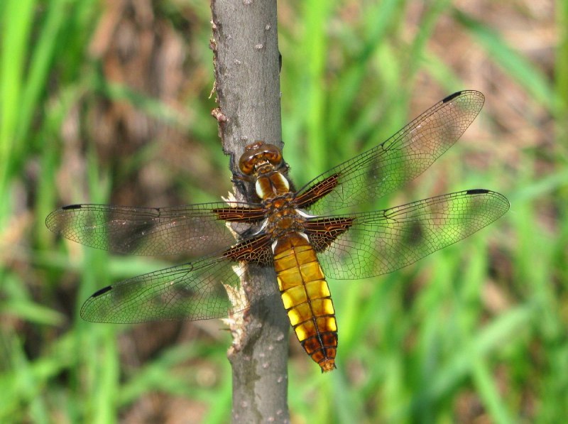 Прямобрюх Белохвостый – (Orthetrum albistylum)
