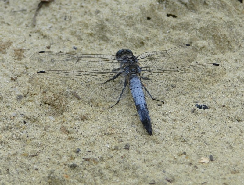Стрекоза решётчатая Orthetrum cancellatum