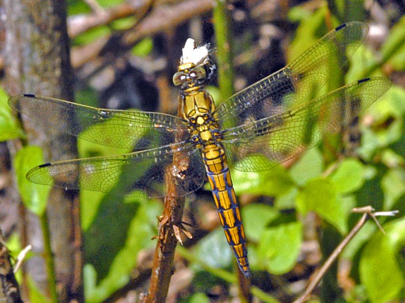 Orthetrum cancellatum личинка