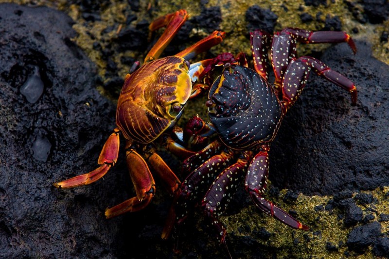 Grapsus Grapsus краб