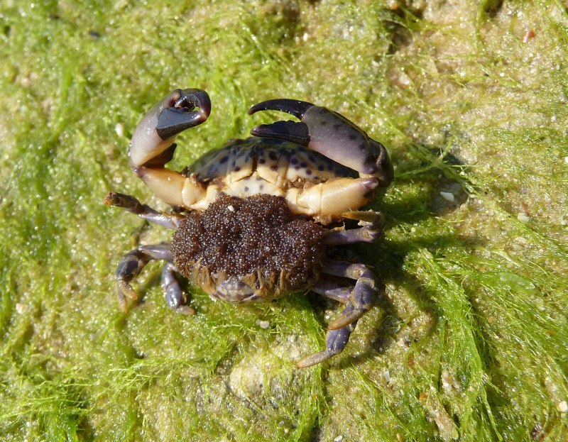 Xantho poressa
