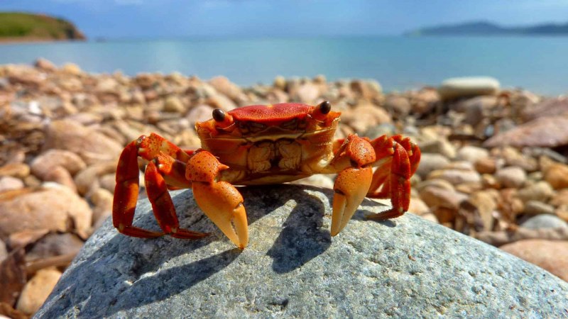 Краб Камчатский