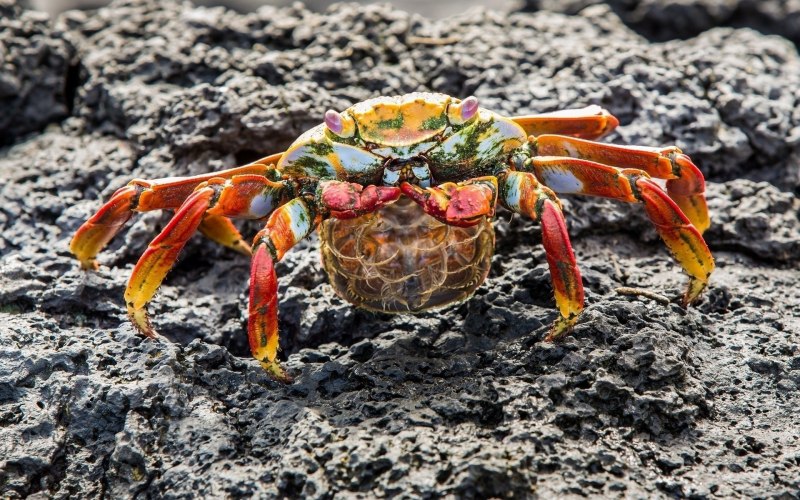 Членистоногие (Arthropoda)