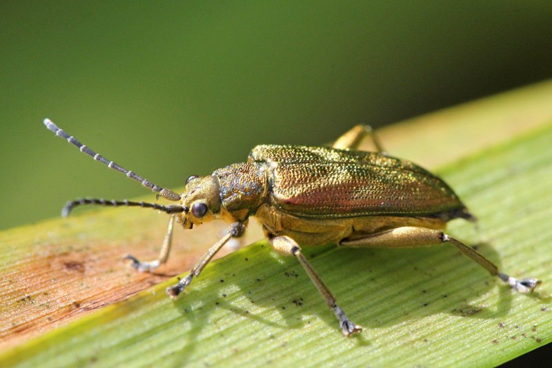 Labidostomis tridentata