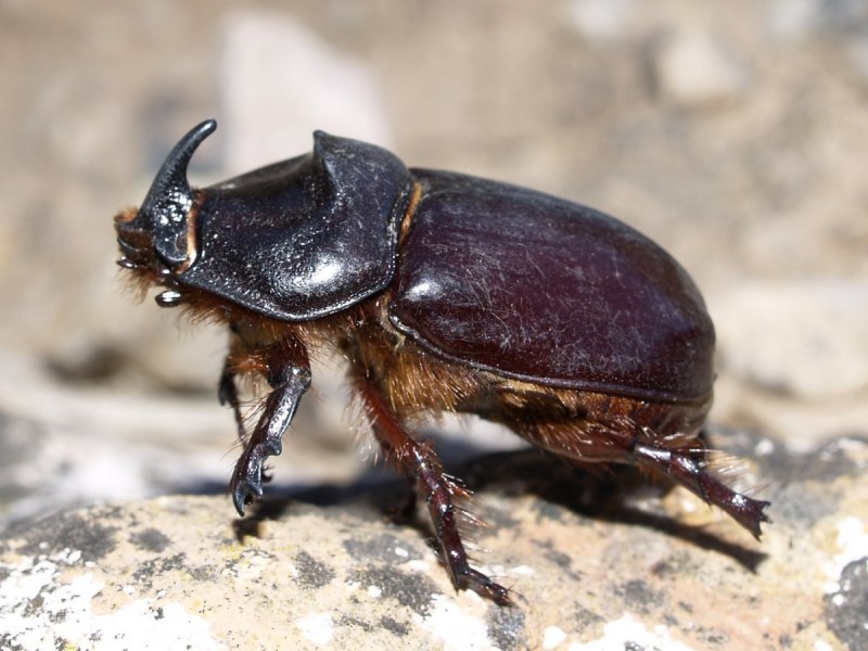 Жук усач Pachyta quadrimaculata (Linnaeus, 1758)