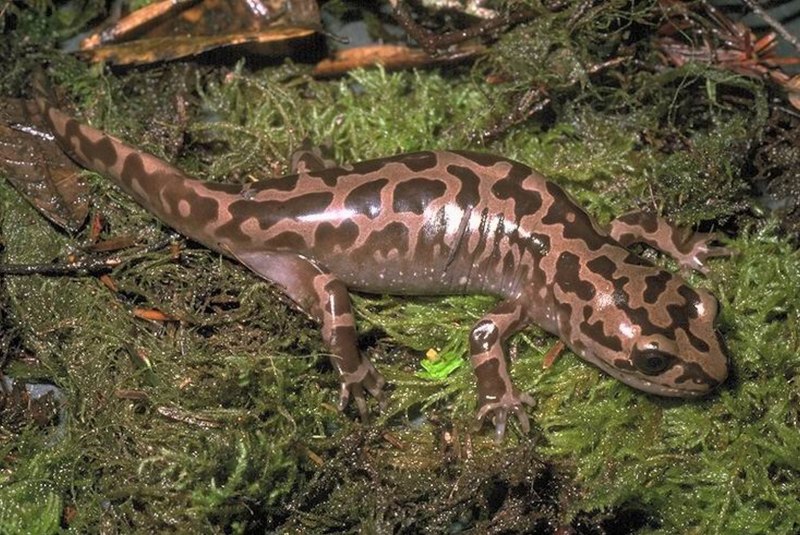 Ambystoma tigrinum – тигровая амбистома