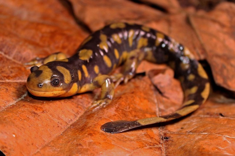 Ambystoma tigrinum – тигровая амбистома