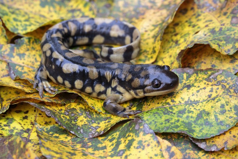 Ambystoma tigrinum – тигровая амбистома