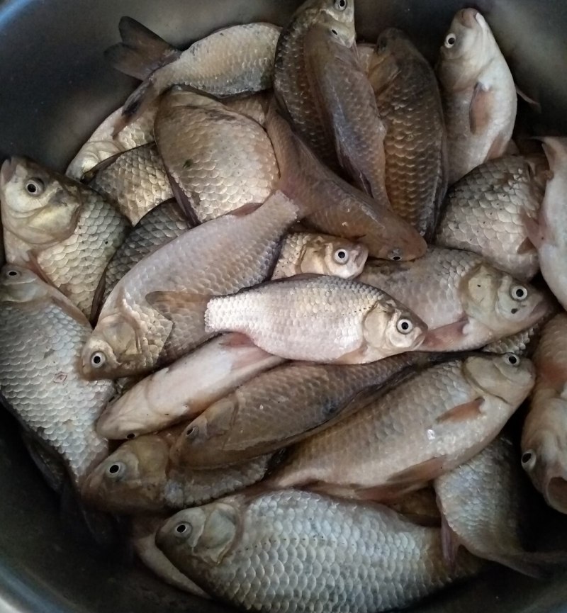 Калужка рыба