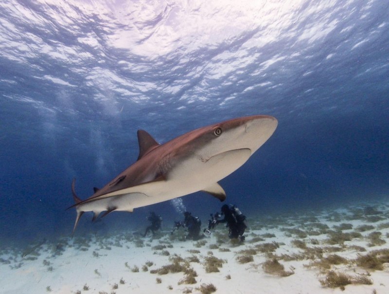 Carcharhinus melanopterus