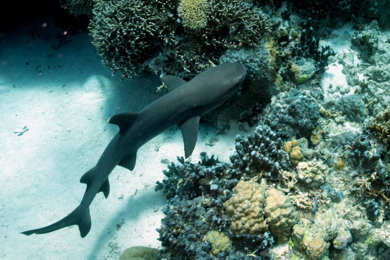 Shark Reef Aquarium