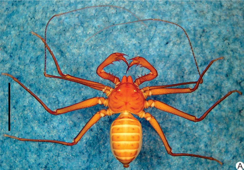 Carparachne aureoflava