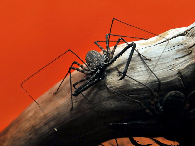 Фрин Damon variegatus
