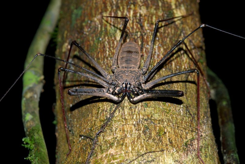 Euphrynichus amanica паук