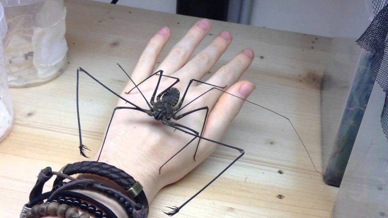 Арагог из Гарри Поттера