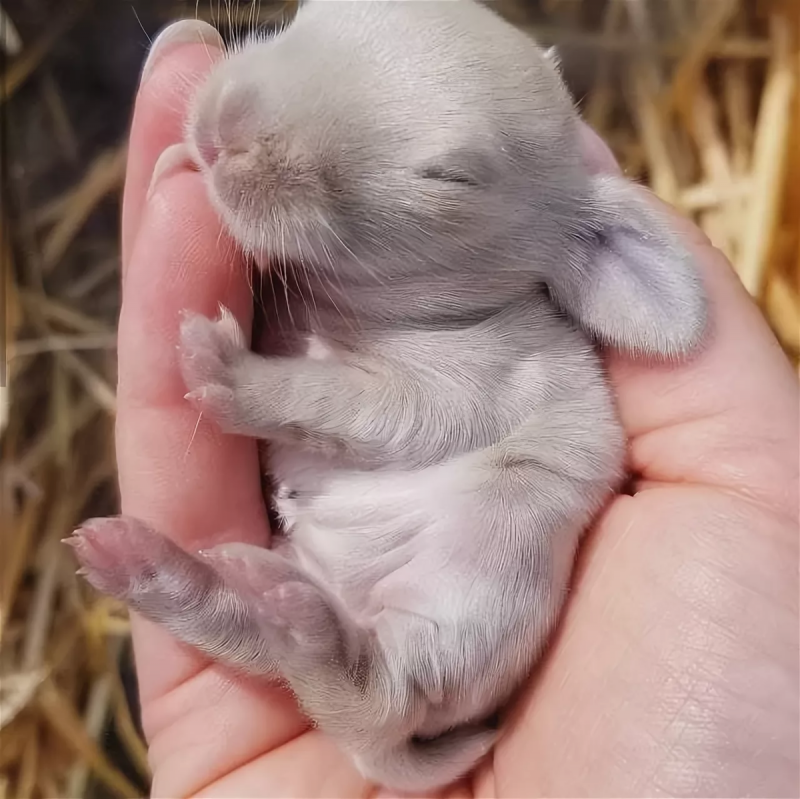Новорожденный заяц (56 фото)