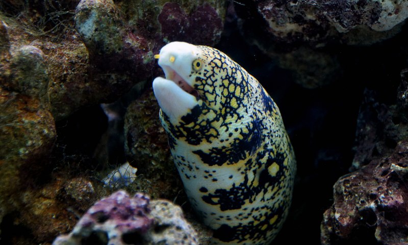 Морской Крайт плоскохвост
