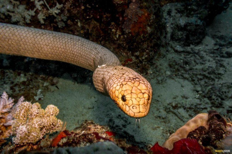 Gymnothorax nudivomer