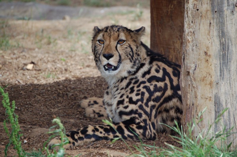 Королевский леопард