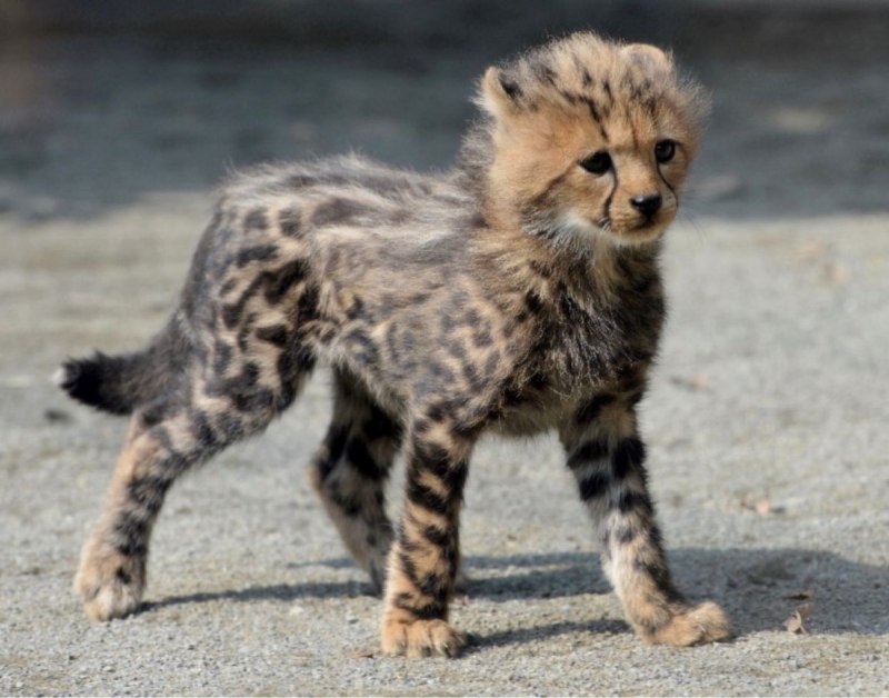 Acinonyx jubatus