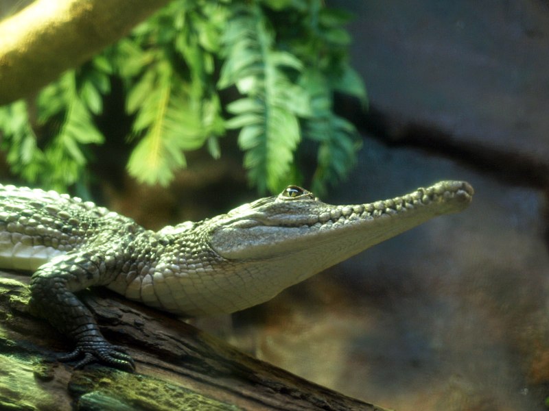 Пресноводный крокодил (53 фото)