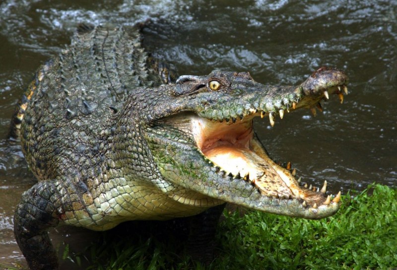 Сиамский крокодил (Crocodylus Siamensis)