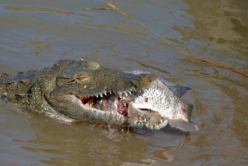 Сиамский крокодил (Crocodylus Siamensis)